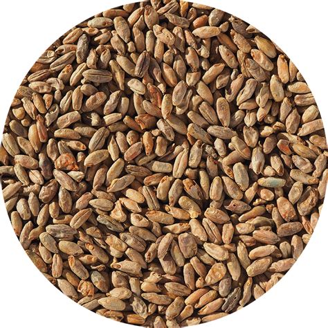 how to make rye malt